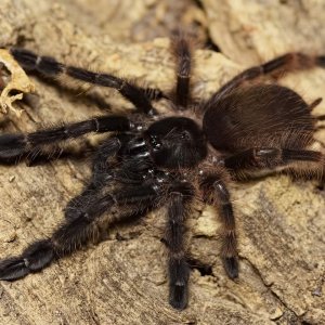 Psalmopoeus victori