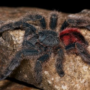 Avicularia variegata