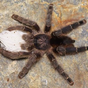 Avicularia merianae