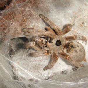 Ceratogyrus brachycephalus - Musina