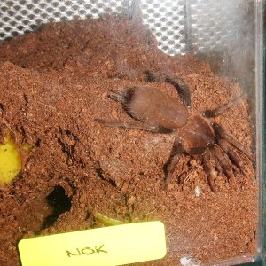 Hysterocrates laticeps - Nok