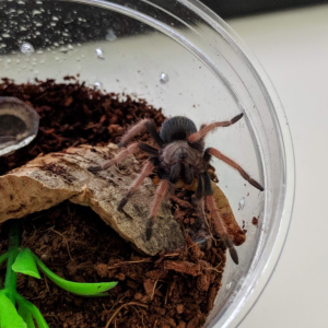 Kulo - Brachypelma boehmei