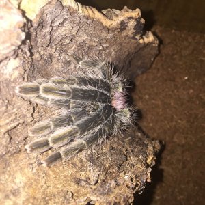 thrixopelma ockerti