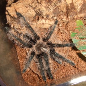 Brachypelma albopilosum Nicaragua - Nicarao