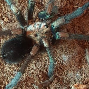 phormictopus sp green