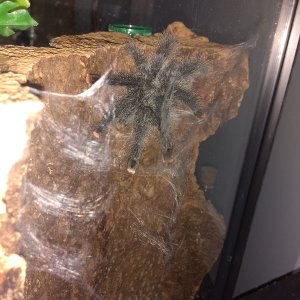 avic metallica's first web