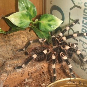 Acanthoscurria geniculata - Rio