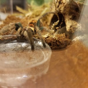 GBB drinking