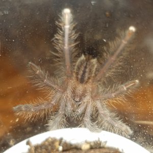 Poecilotheria Metallica