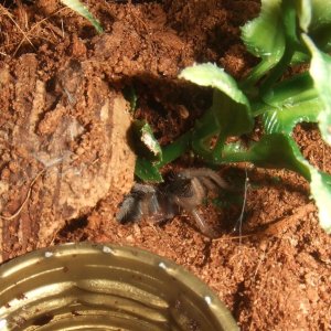 Aphonopelma sp. montane - Rivas