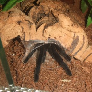 Chilobrachys sp. Kaeng Krachan - Tahm