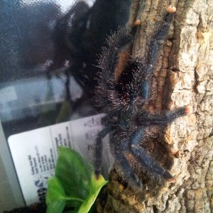 Tunja.........Avicularia metallica