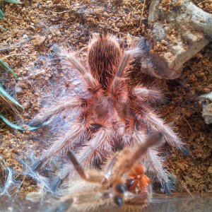 Reyes......Grammostola rosea sp Red