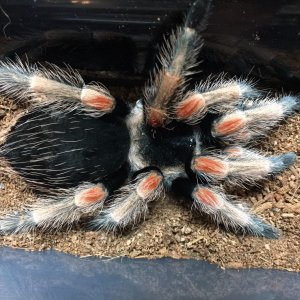 Brachypelma baumgateni; 3.25 DLS; Molt Date 8-19-18; Photo'd 8-20-18