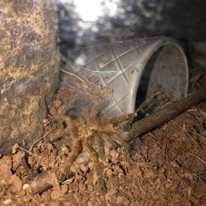 OBT