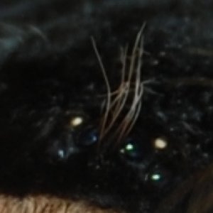 close up of eyes