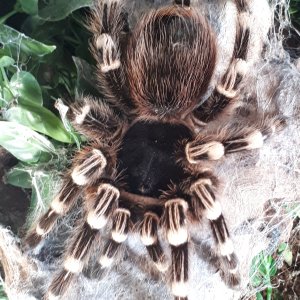 Genie (A. geniculata)