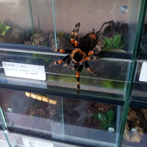 Where you off to Nacho ? ........Brachypelma Harmorii