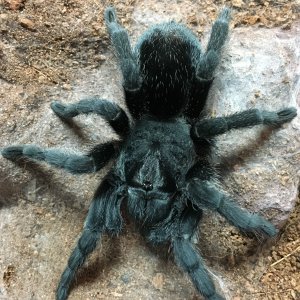 Grammostola pulchra; DLS 3.75”; Molt date; 8-25-18; Photo’d 8-27-18