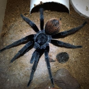 Ultimate Brachypelma vagans; DLS 6"; Molt Date 8-22-18