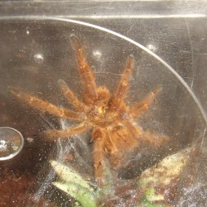 Pterinochilus murinus Usambara - Tanga