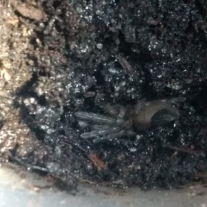 Brachypelma Albopilosum Sling