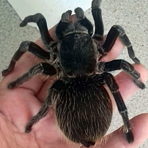 Patsy my 17 year old tarantula