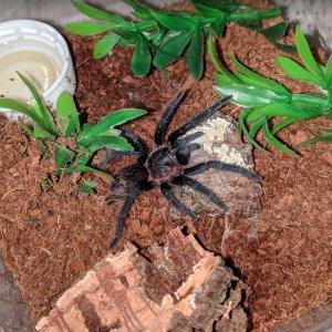 Anki - Sericopelma angustum