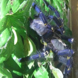 Poecilotheria metallica (F) - Trip