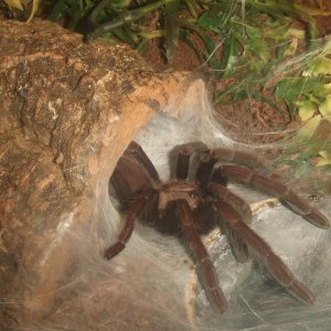 Thrigmopoeus truculentus - Ratta