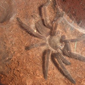 Chilobrachys sp Nong Ya Plong - Xian