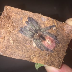 Thrixopelma ockerti