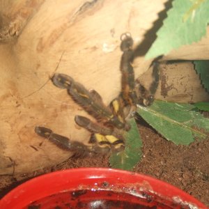 Poecilotheria ornata -Lanka