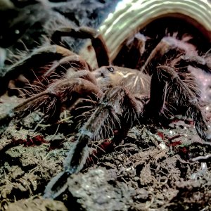 P sp machala Persephone waiting for food