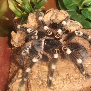 Acanthoscurria geniculata - Rio