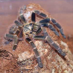 Pterinochilus murinus