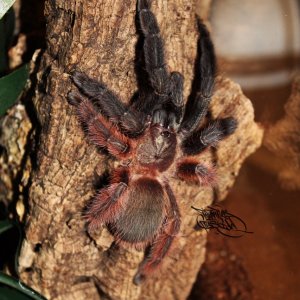 Psalmopoeus victori