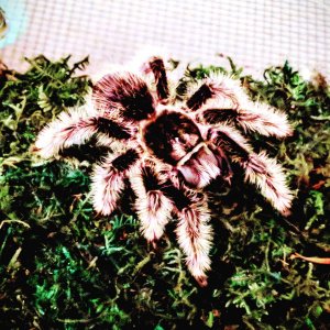 Brachypelma Albopilosum