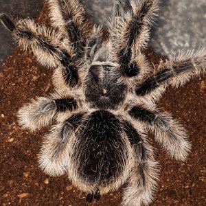 Brachypelma albipolisum