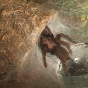 Thrigmopoeus truculentus - Ratta