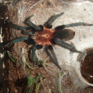 Holothele sanguiniceps - Arima