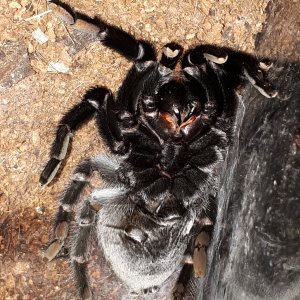 Brachypelma schroederi