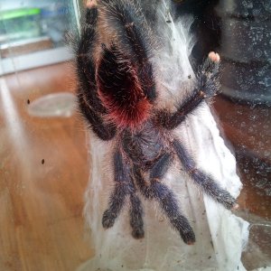 Anama....Avicularia Amazonica Manaus