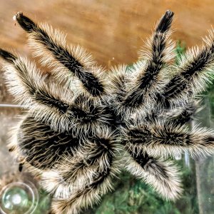 Brachypelma Albopilosum