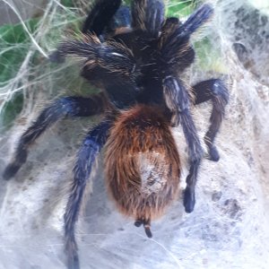 GBB