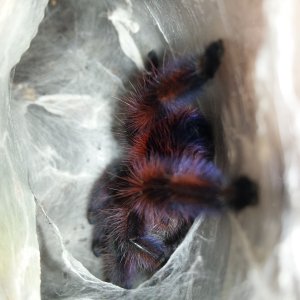 C versicolor #3