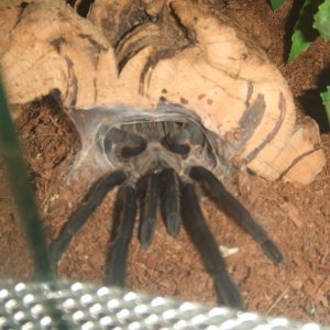 Chilobrachys sp. Kaeng Krachan - Tahm