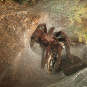 Thrigmopoeus truculentus - Ratta