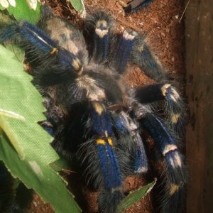 Poecilotheria metallica - Trip