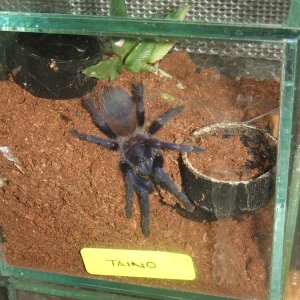 Phormictopus atrichomatus - Taino